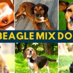Video Thumbnail: 10 Of the Best Beagle Mixes In All Shapes, Sizes And Colors!