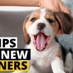 7 Important Tips for First Time Beagle Owners