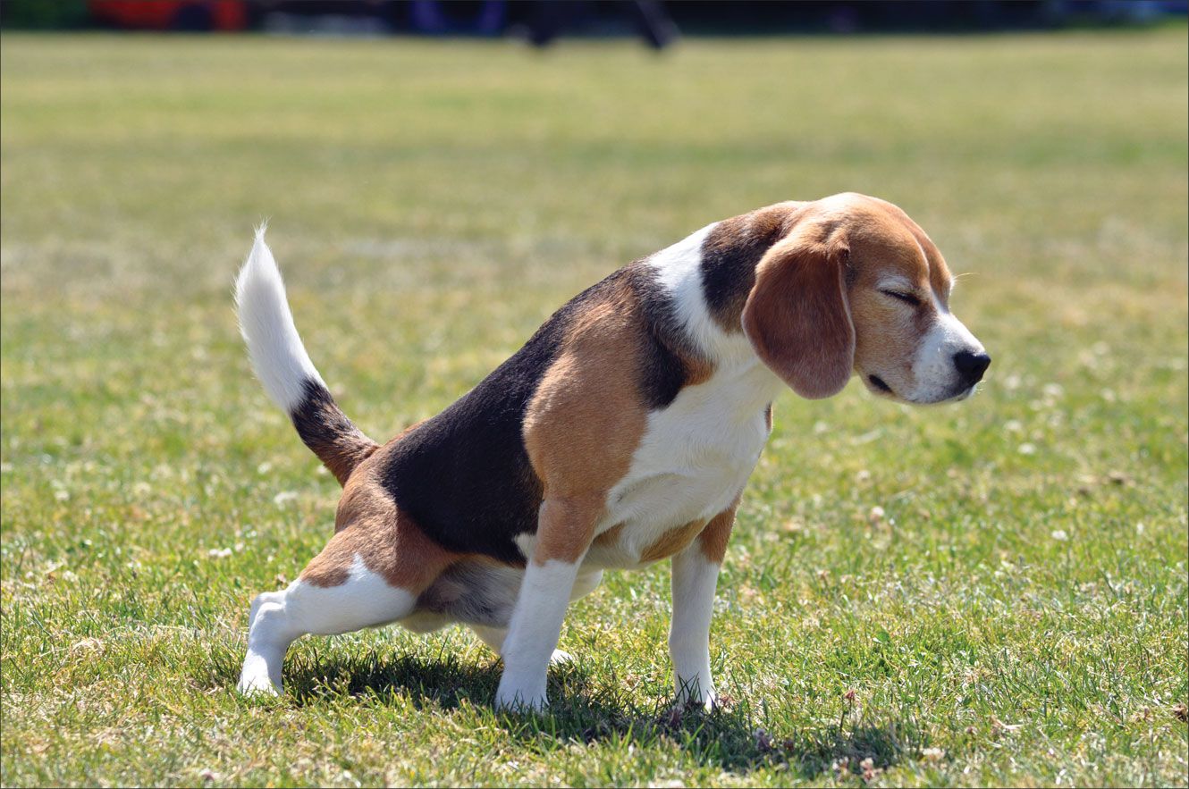 Mastering Potty Training: How Often to Take Your Beagle Out for Success