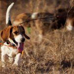 Unveiling-the-Beagles-Hunting-Instincts-Will-a-Beagle-Kill-a-Rabbit-Find-Out-Now_1176