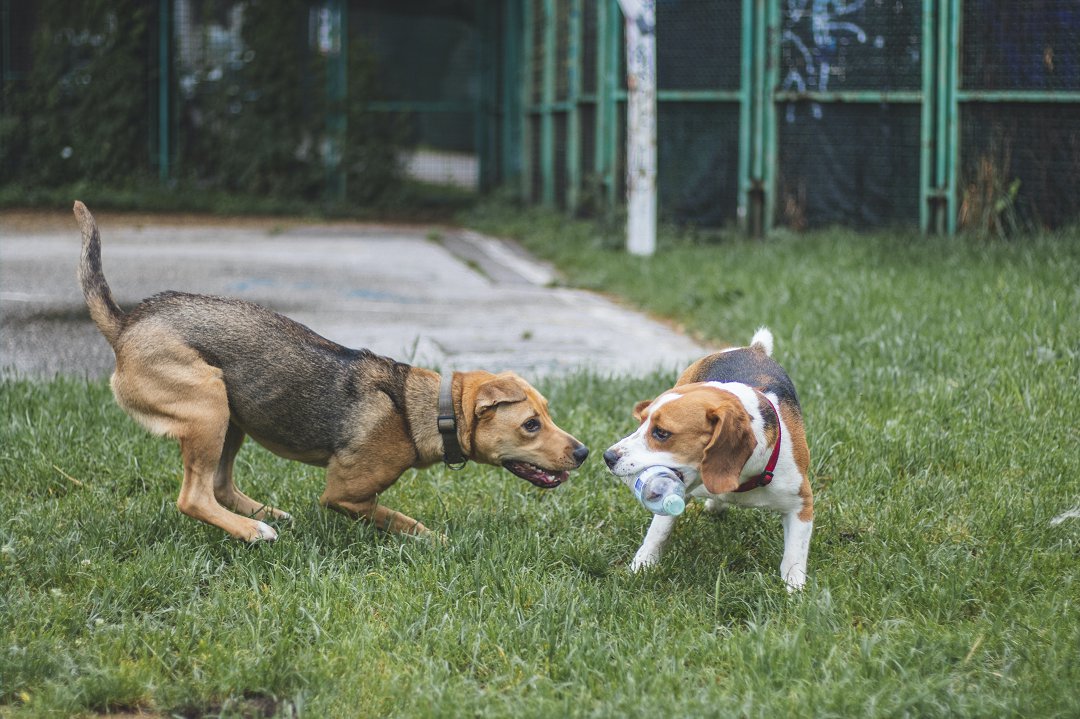 Why Does My Beagle Get Aggressive? Unraveling the Secrets Behind Beagle Aggression