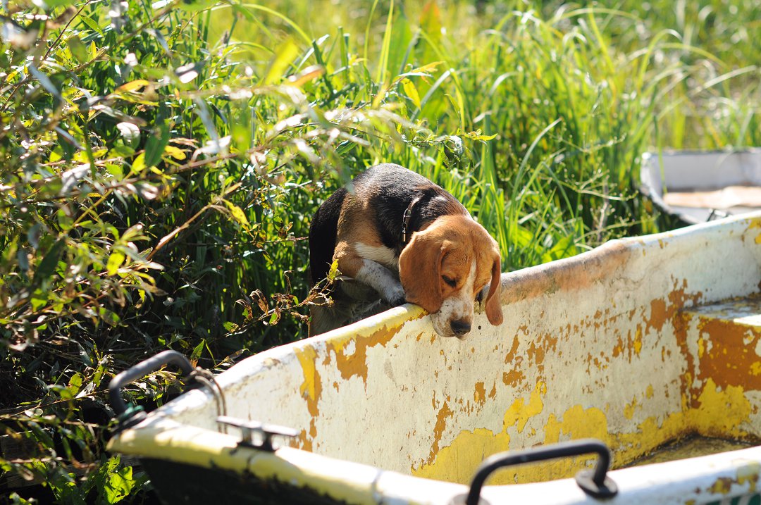 Beagle Basics: Beagle Aggression Training Cost Revealed!