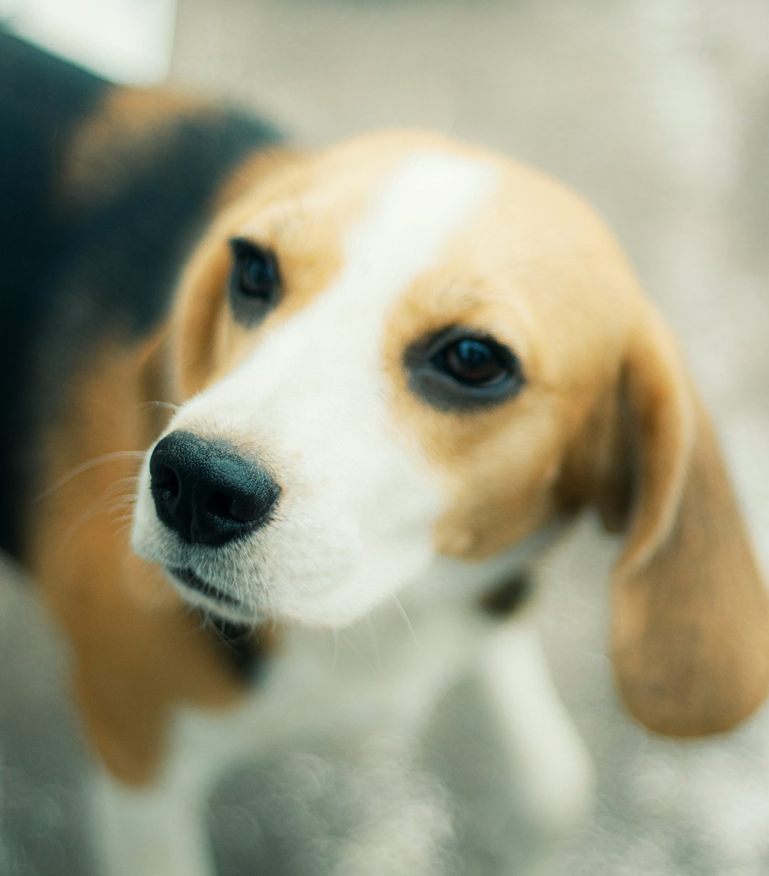 Beagle Training Secrets: Discover the Perfect Release Word for Training!