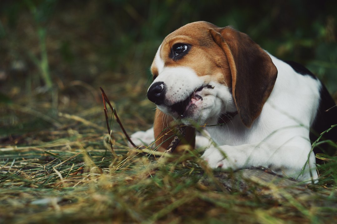 Beagle Basics: How Much Does Aggressive Beagle Training Really Cost?
