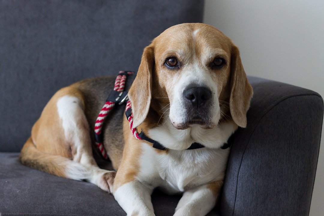 Unmasking the Beagle Puss: Unraveling the Intriguing Mystery Behind It