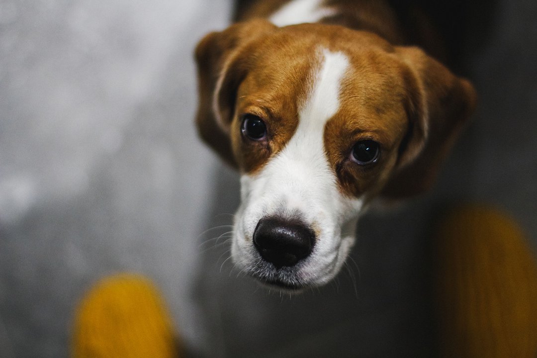 Beagle Beware: Unveiling the Drawbacks of Getting a Beagle