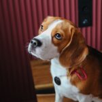 Unveiling the Power of Compulsion Training: Unlocking Your Beagle's Potential