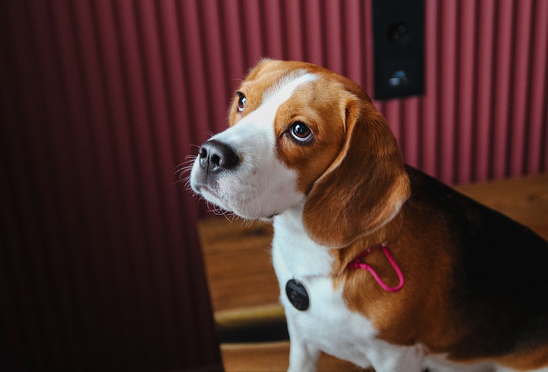 Unveiling the Power of Compulsion Training: Unlocking Your Beagle’s Potential