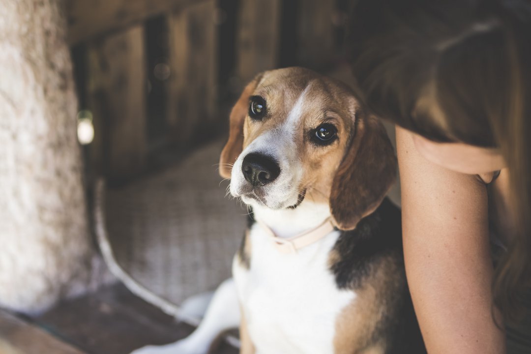 Unmasking the Foxhound and Beagle Mystery: Are They the Same Breed?