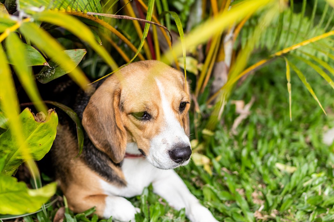 Understanding the Beagle’s Bite Force: How Strong Are These Gentle Canines?