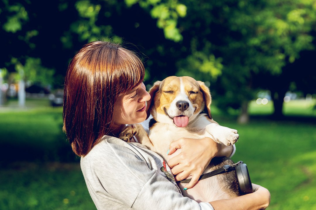 Understanding the Canine Enigma: Discovering the Beagle vs. Basset Hound Difference