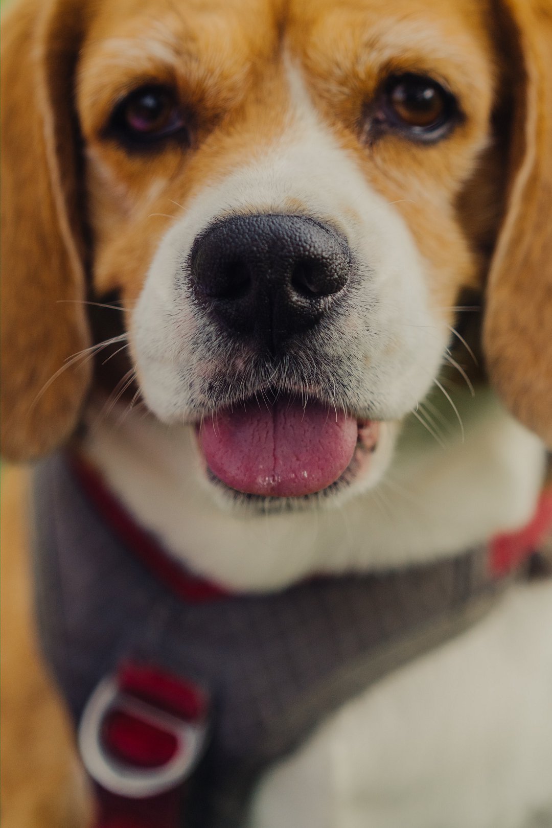 Unleashing the Love: Mastering the Art of Caring for a 3-Legged Beagle