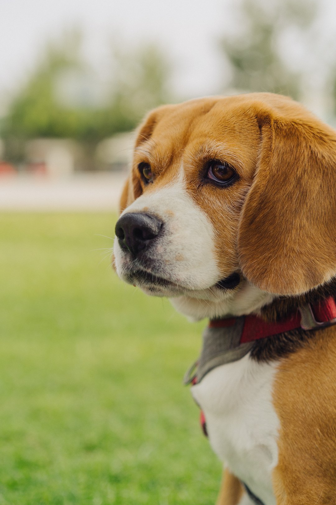 Unleashing the Love: The Ultimate Guide to Caring for Your Corgi Beagle