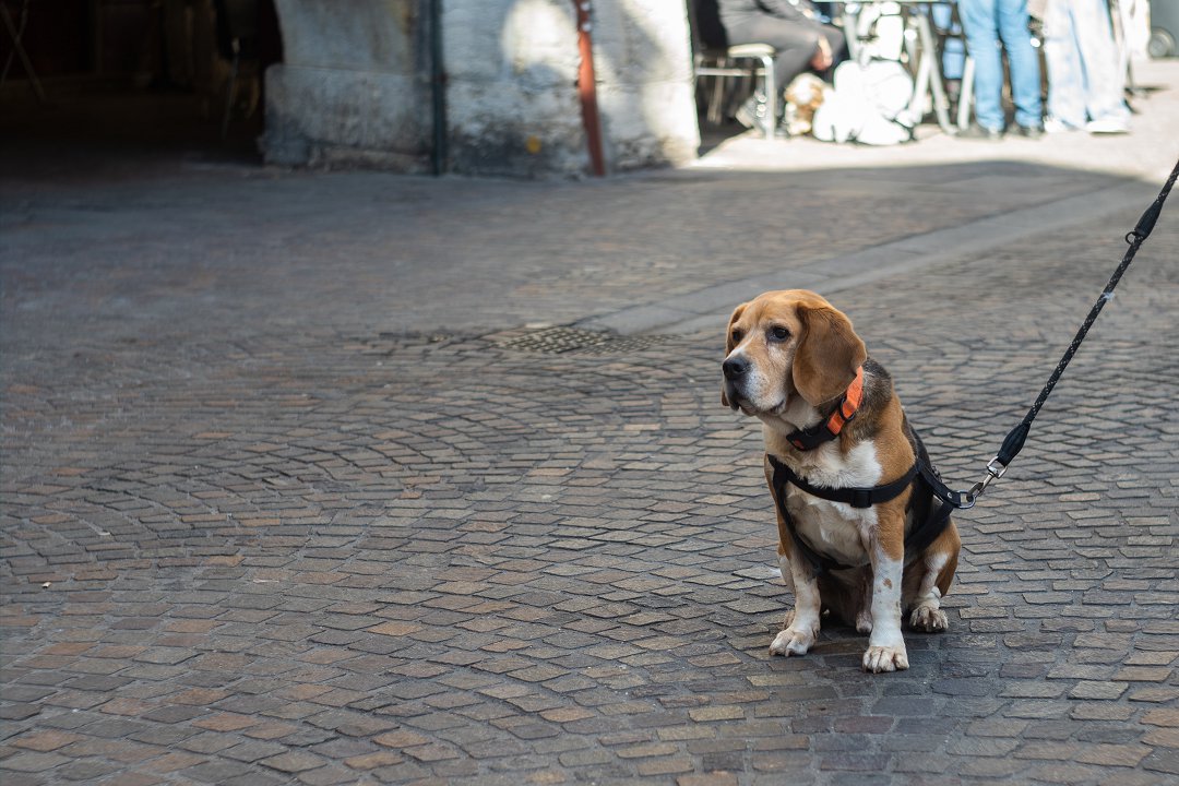 Unlocking the Secret of Negative Punishment: Transforming Beagle Training with Curiosity