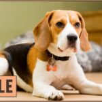 Video Thumbnail: Beagle – Dog Breed Information