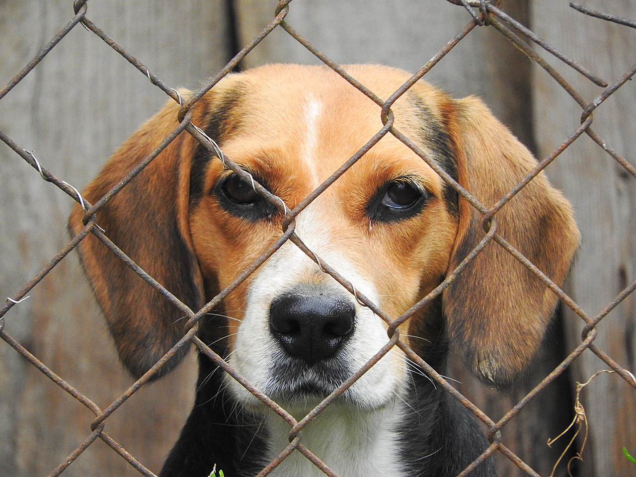 Unlocking the Potential: Unveiling the Secrets of FF Beagle Training