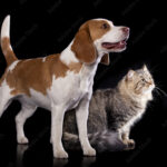 beagle_and_cat_1693241520