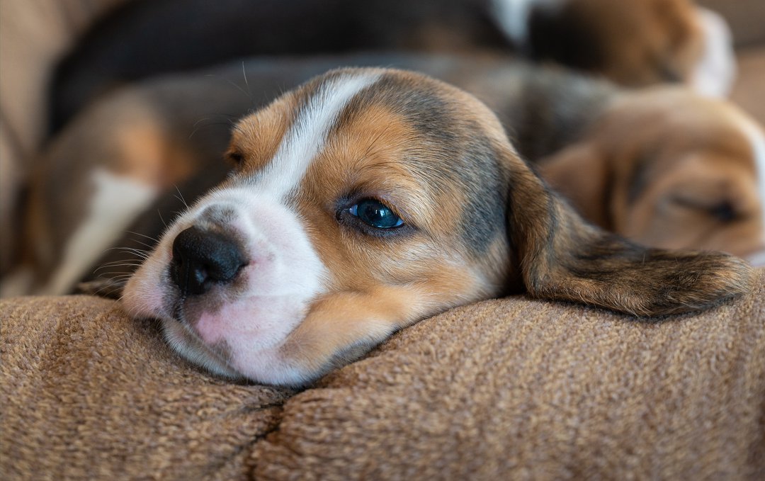 Unlocking the Potential: How Can I Begin Training My Beagle? Discover Expert Techniques Now!