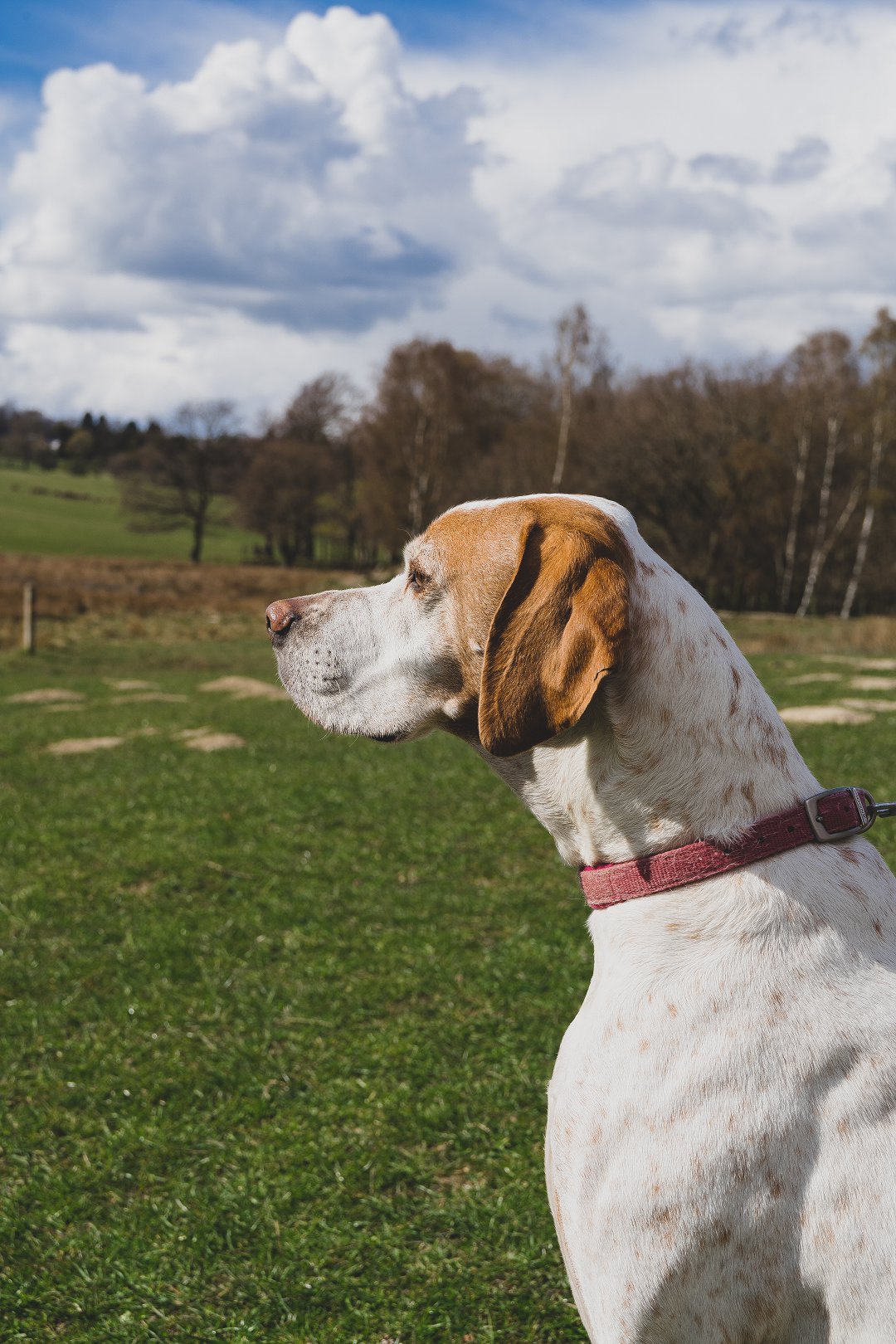 Unleashing the Mystery: How Big Will a Beagle Get? Discover the Surprising Growth Stages and Factors Influencing Size