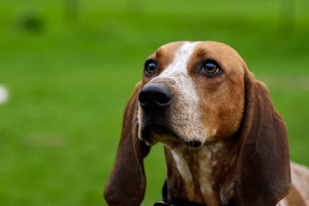 Unveiling Beagle Doppelgangers: Discover Your Perfect Beagle-Like Companion!