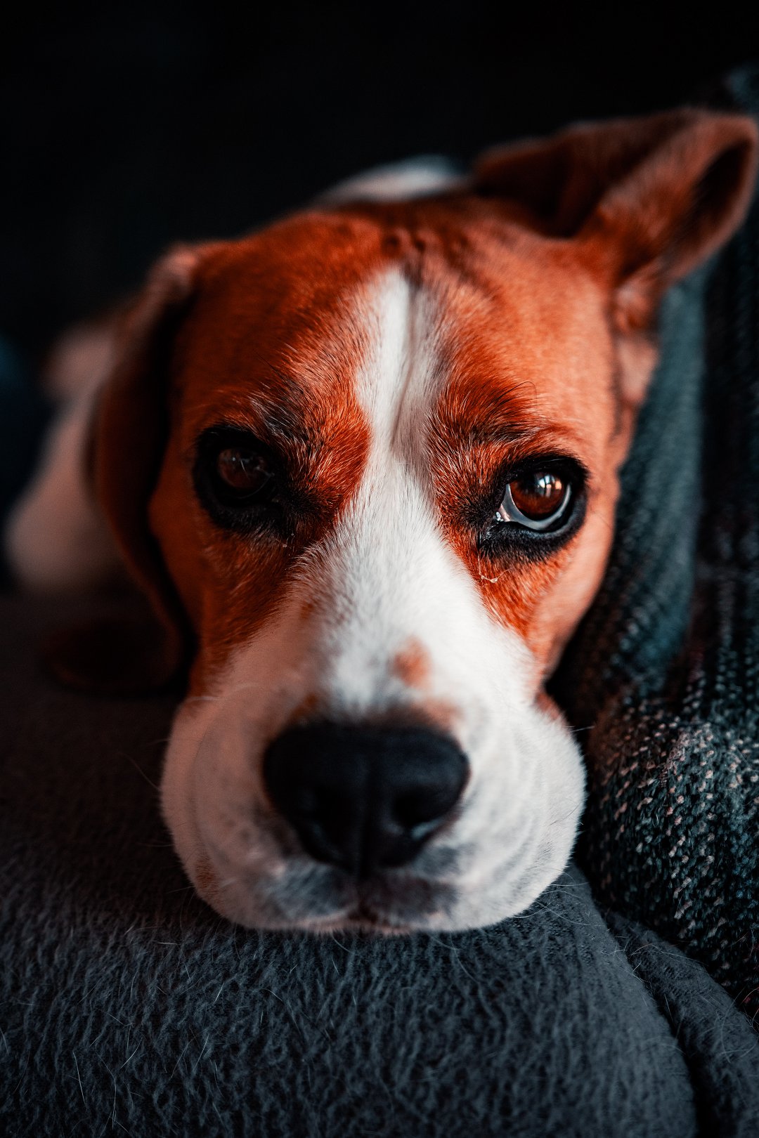 Unraveling the Enigmatic Beagle: Discovering the Charms and Secrets of this Beloved Breed