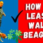 Video Thumbnail: Common Mistakes Beagle Owners Make When Walking Their Beagles
