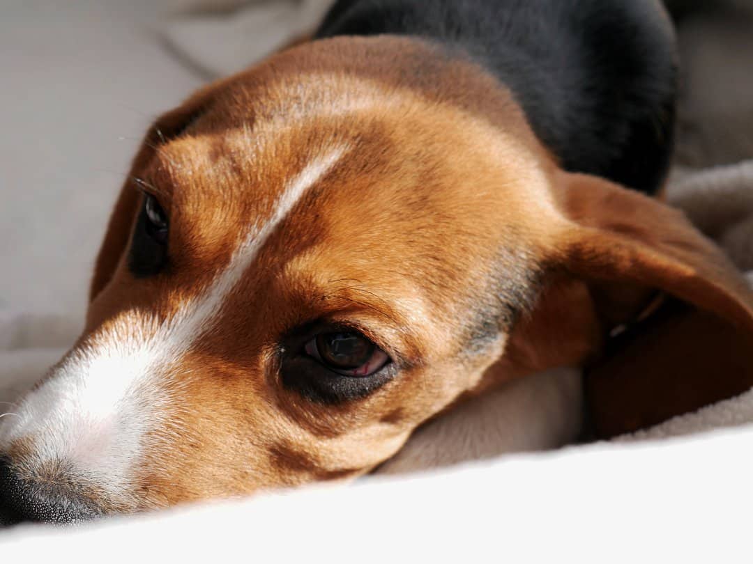 Why Won’t My Beagle Master Potty Training? Unveiling the Secrets to Success!
