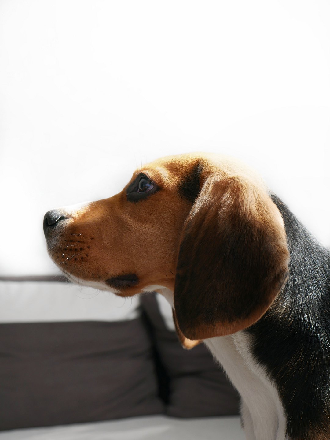 Beagle Training Secrets: Mastering Beagle Training with a Whistle