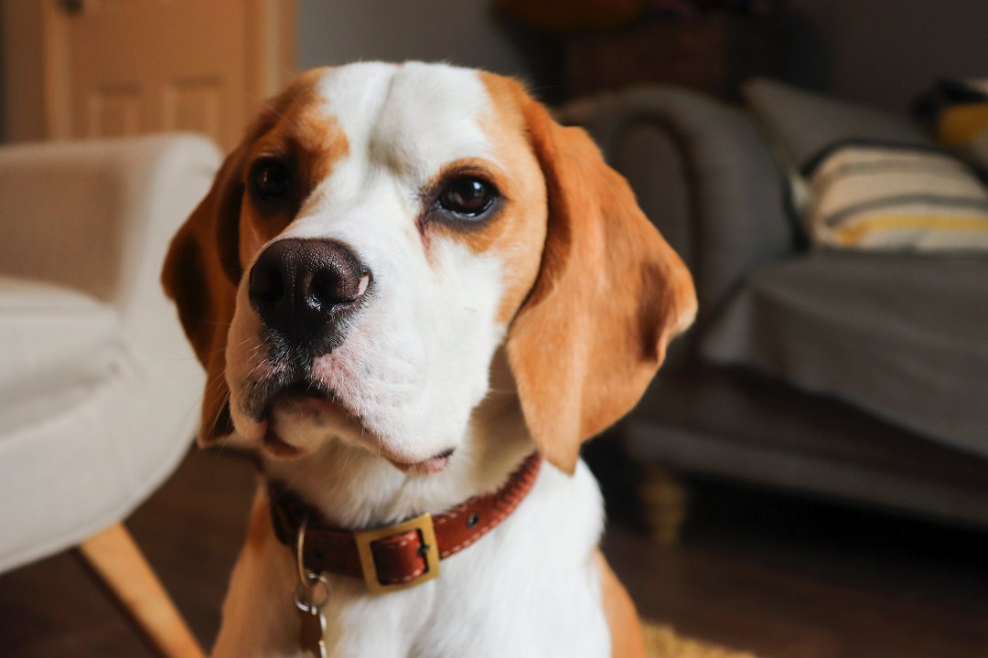 Unraveling the Mystery: Why is My Beagle Howling? Discover the Surprising Reasons Behind Their Melodic Calls