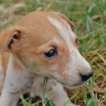 When Do Beagle Puppies Start Barking? Unveiling the Vocalization Secrets of these Curious Canines