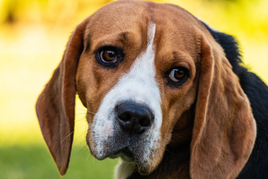 Unveiling Beagle Puppy Prices: How Much Does a Beagle Puppy Really Cost?