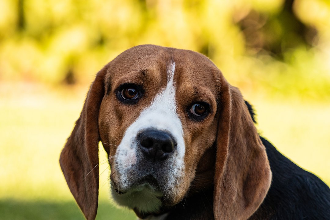 Unveiling the Beagle Bathing Secrets: How Often Should You Bathe Your Beagle?