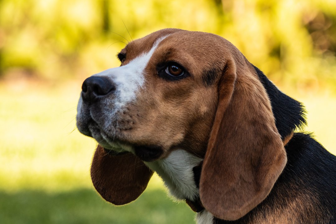Unveiling the Beagle Care Costs: What’s the Price Tag for a Week?