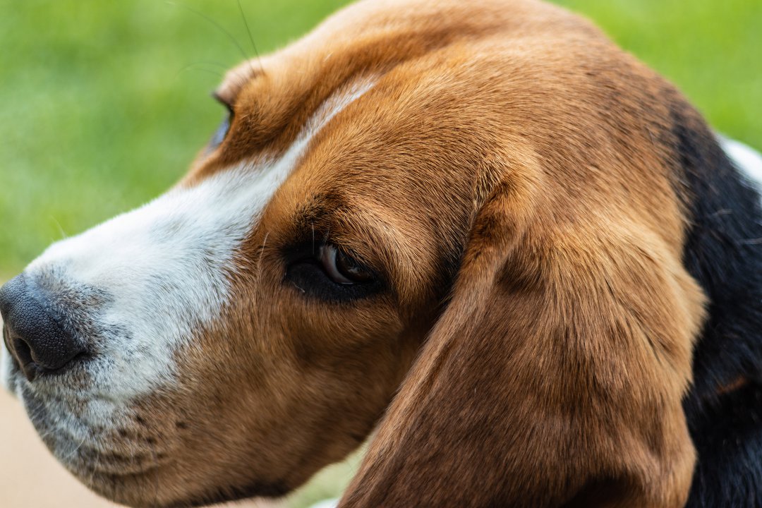 Unveiling the Beagle’s Appetite: How Much Food Does a Beagle Really Need?