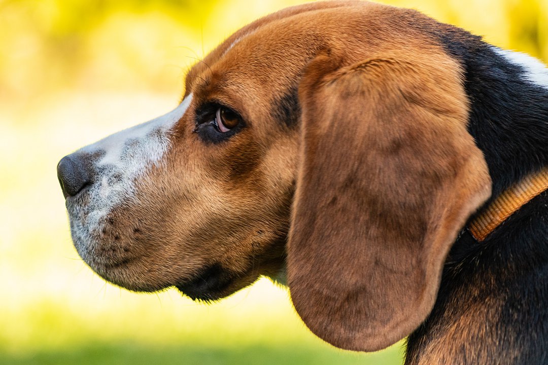 Unveiling the Beagle Care Price Tag: How Much Does it Really Cost to Take Care of a Beagle?