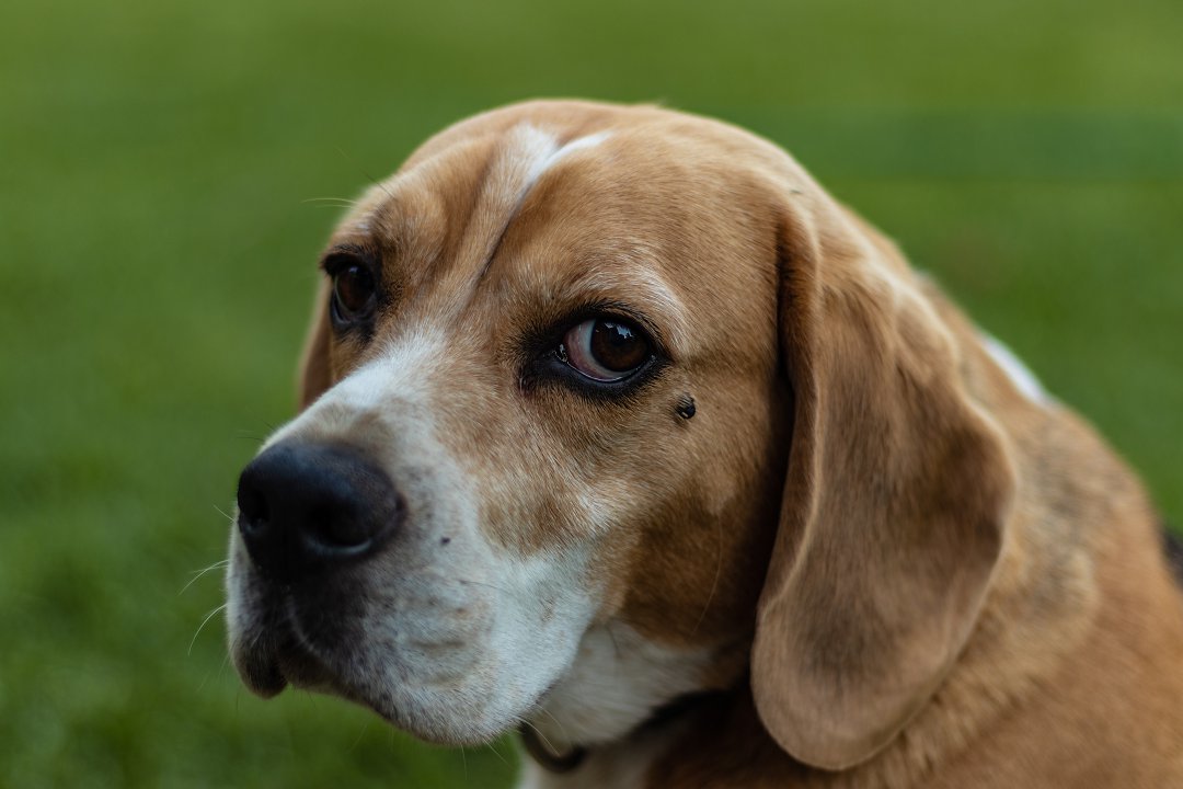 Unlock Your Beagle’s Potential: Discover the Cost of Personalized Training