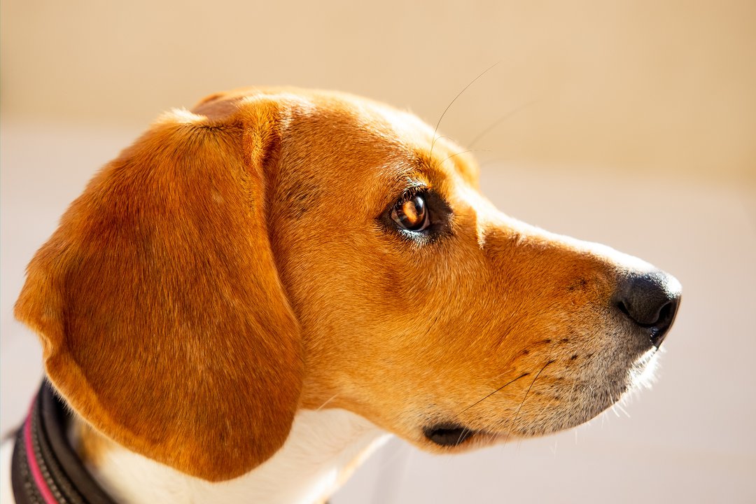 Unveiling the Beagle’s Fertility: How Many Times Can a Beagle Get Pregnant?