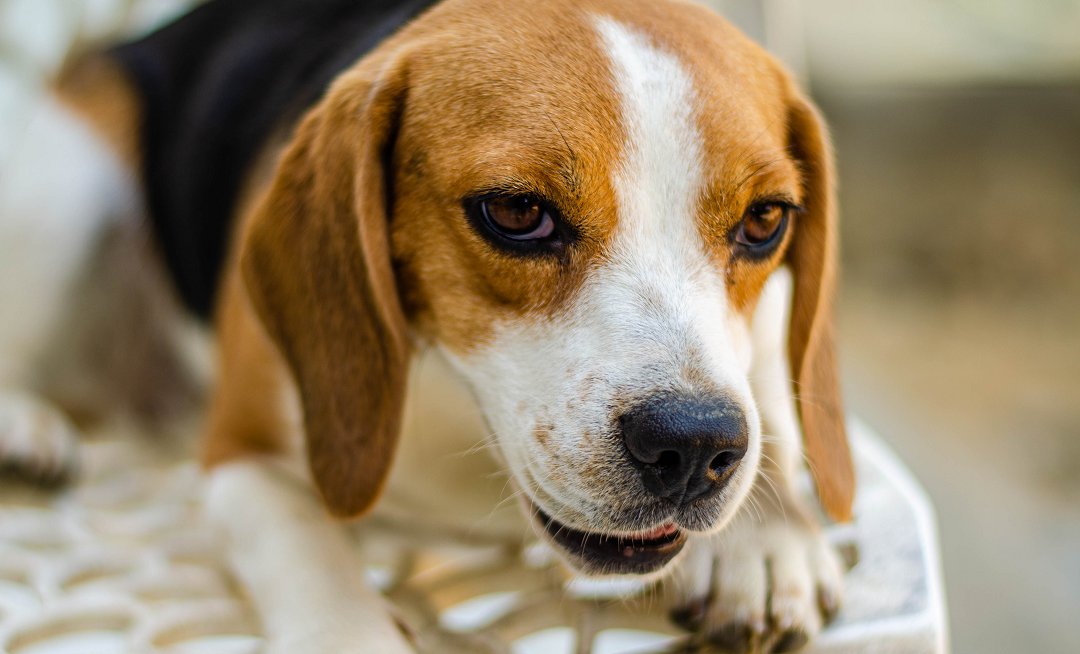 Unlocking the Second Chance: Adopting a Beagle That Failed Service Training – Your Guide to a Loving Companion