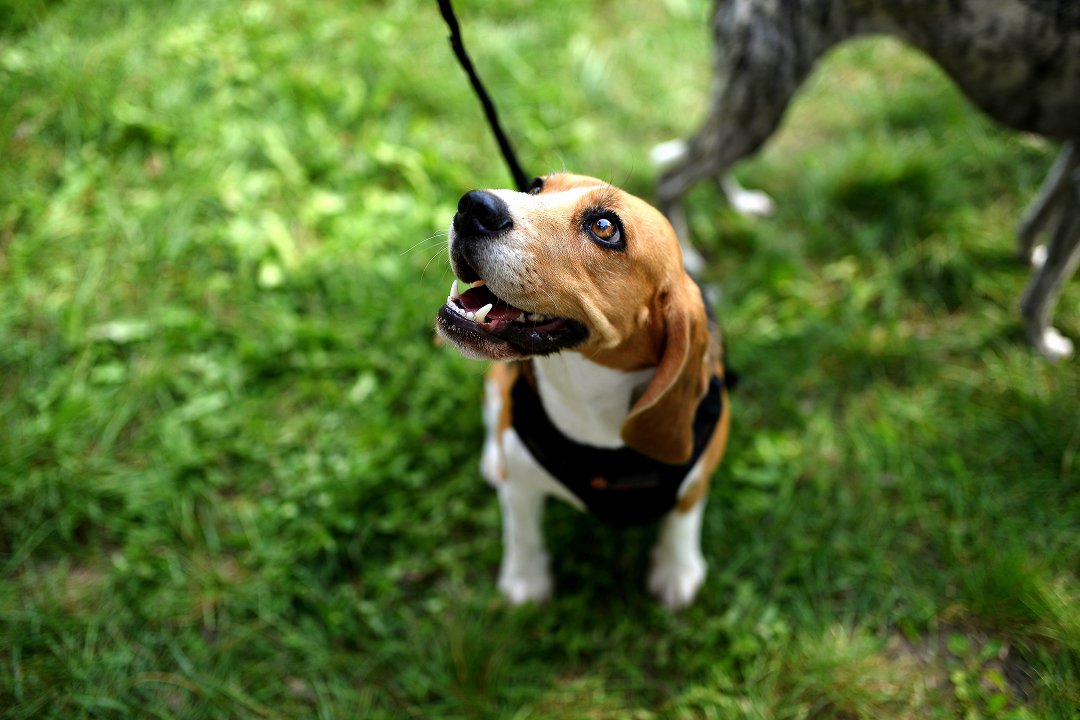 Unveiling the Cost: Beagle Training Per Hour – What’s the Price?