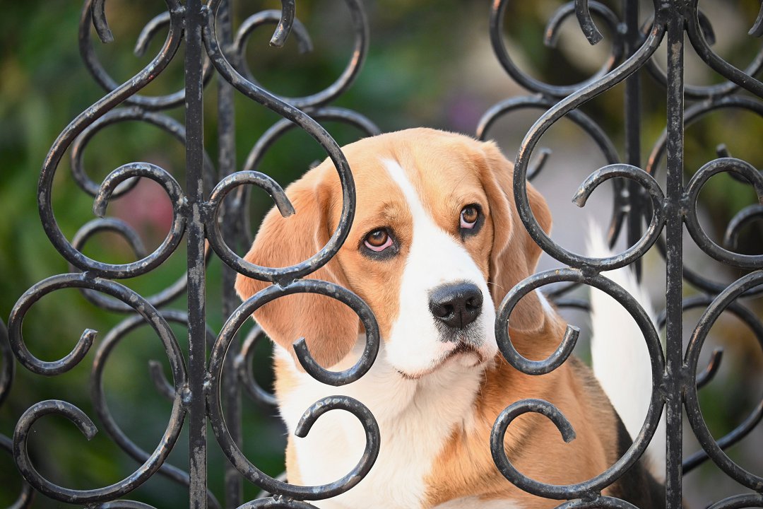 Unveiling the Enchanting Palette: What Color is a Beagle?