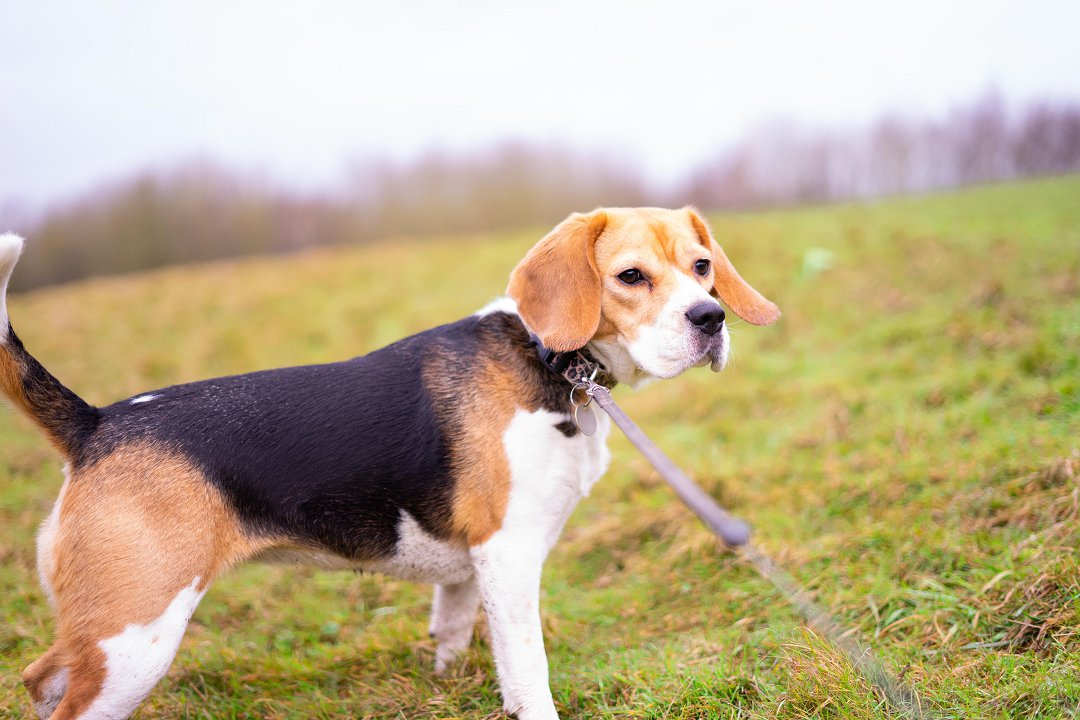 Unveiling the Enigmatic Origins: Decoding the Beagle Dog’s Mysterious Beginnings