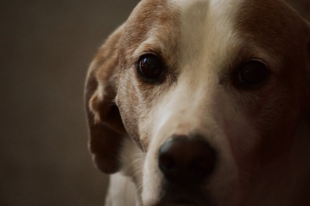 Why Does Your Beagle Have Red Eyes? Unraveling the Mystery and Discovering Effective Solutions