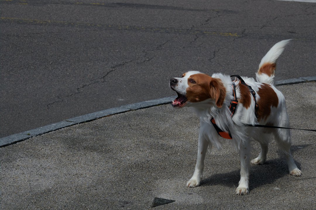 Unveiling the Mystery: How Many Calories Does a Beagle Really Need?