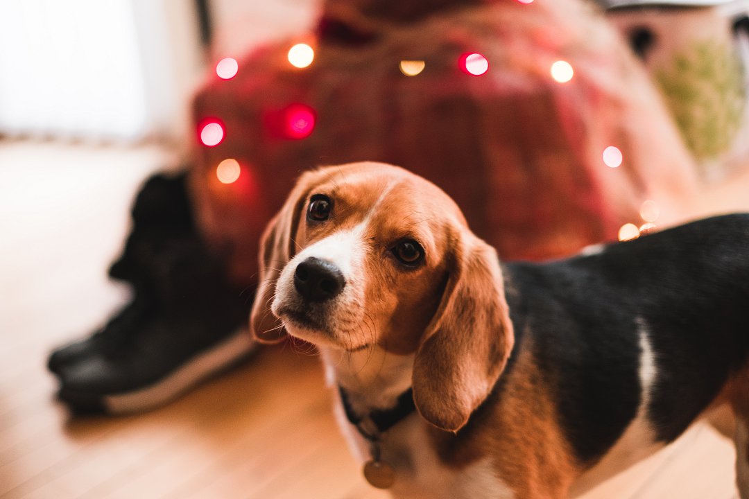 Unveiling the Mystery: What Causes Beagle Pain Syndrome? Discover the Symptoms and Solutions