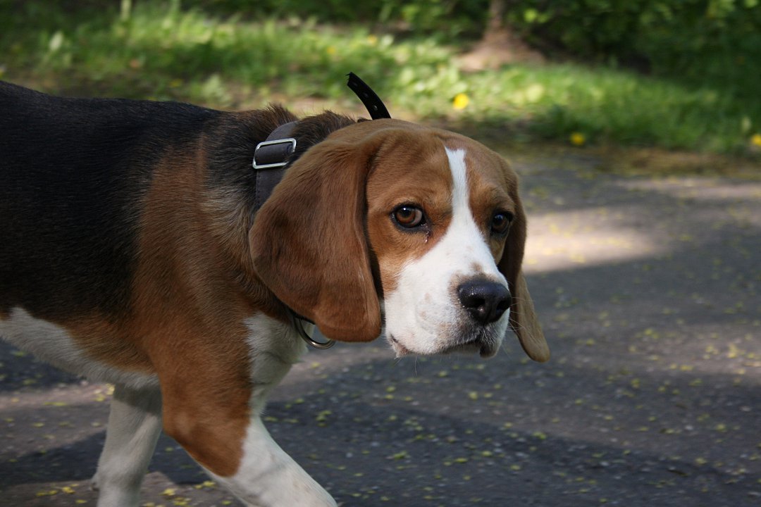 Unveiling the Perfect Portion: How Much Should I Feed My Overweight Beagle?