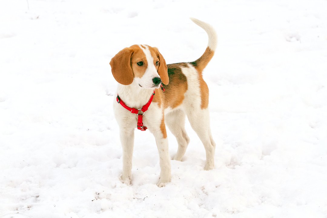 Unveiling the Power of Positive Punishment: Beagle Training Demystified