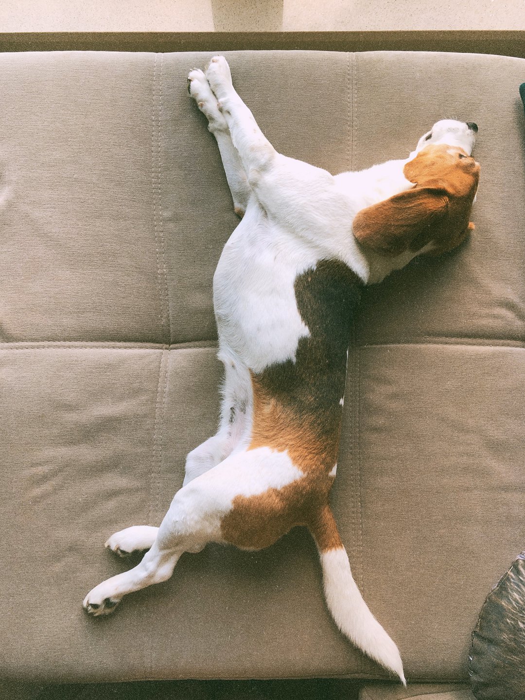Why Do Beagles Shake When Sleeping? Unveiling the Fascinating Mystery Behind Their Quirky Behavior