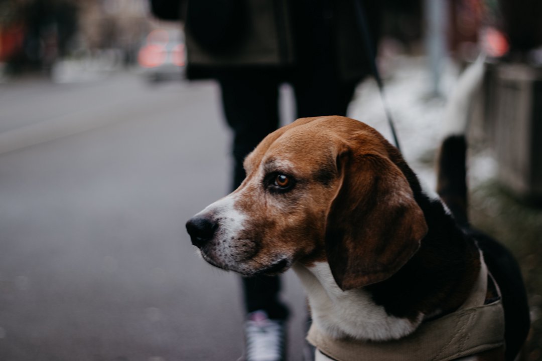 Unveiling the Secrets: Mastering the Art of Caring for Your Aging Beagle