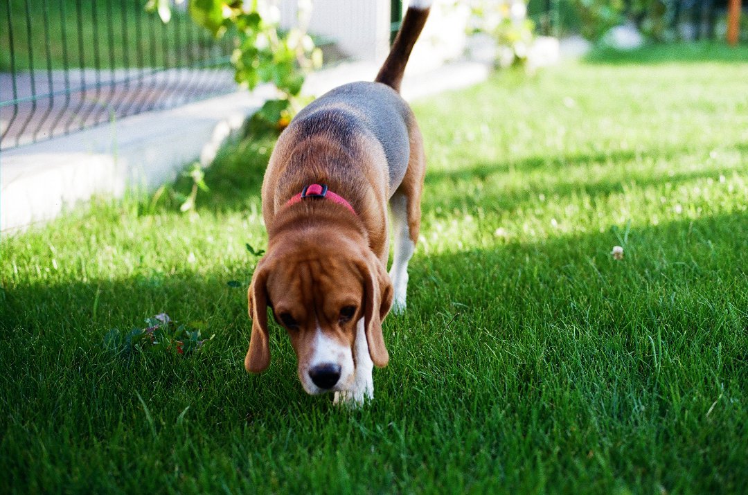 Why Does My Beagle Devour Poop? Unraveling the Bizarre Fascination Behind Their Peculiar Habit