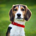 Unleashing the Training Potential: Discovering the Top Beagle Breeds for Success